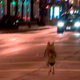 Image for article titled Don't Worry About That Coyote, Chicago, He's Just Catching Rodents